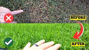 How to Grow Healthy Grass in the Spring