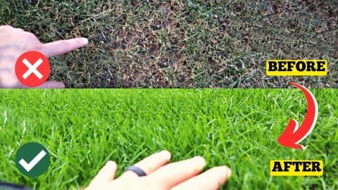 How to Grow Healthy Grass in the Spring | DIY Joy Projects and Crafts Ideas