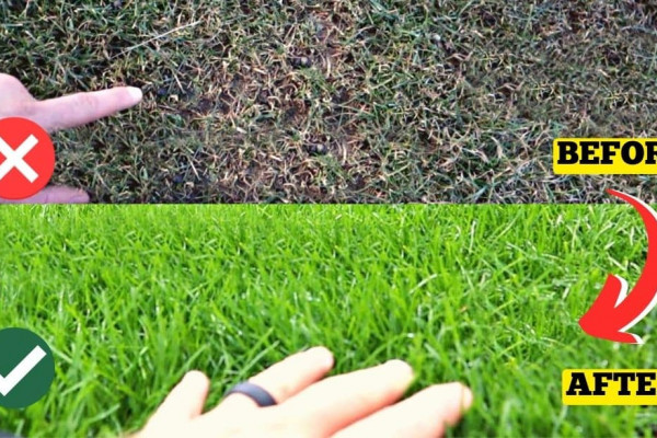 How to Grow Healthy Grass in the Spring