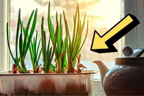 How to Grow Scallions or Green Onions Indoors