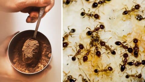Natural Ways to Get Rid of Ants in Your House and Garden | DIY Joy Projects and Crafts Ideas