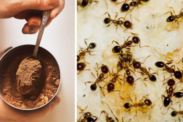 Natural Ways to Get Rid of Ants in Your House and Garden
