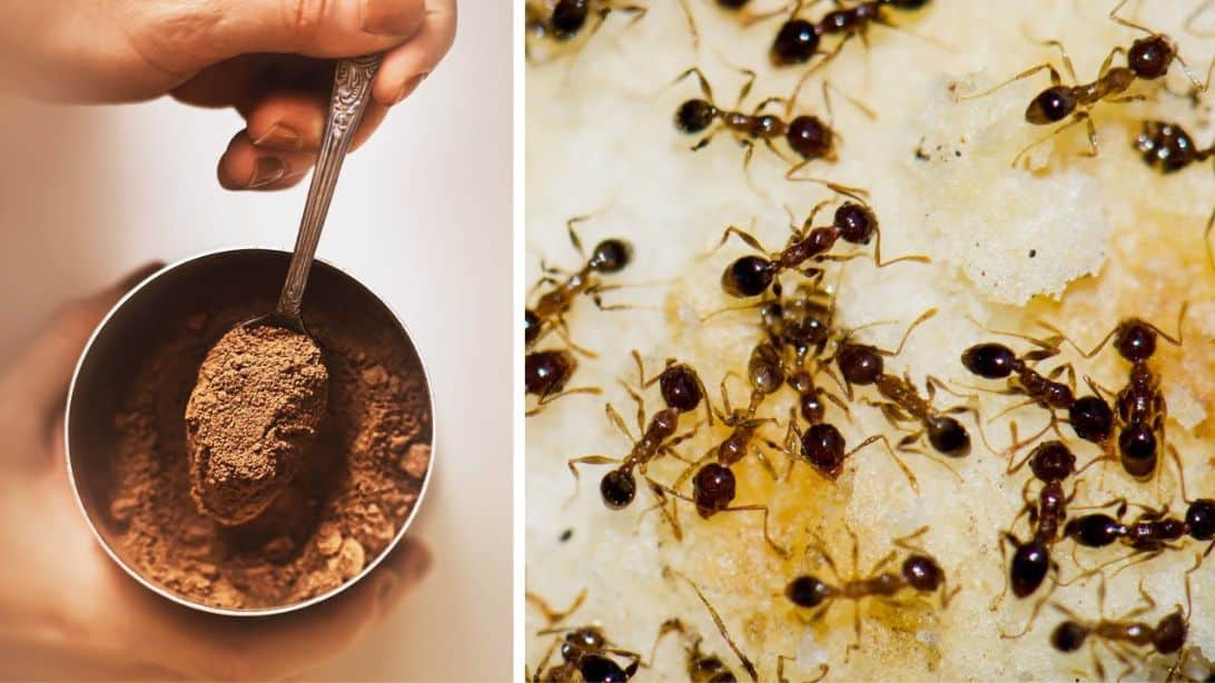 Natural Ways To Get Rid Of Ants In Your House And Garden   Natural Ways To Get Rid Of Ants In Your House And Garden 