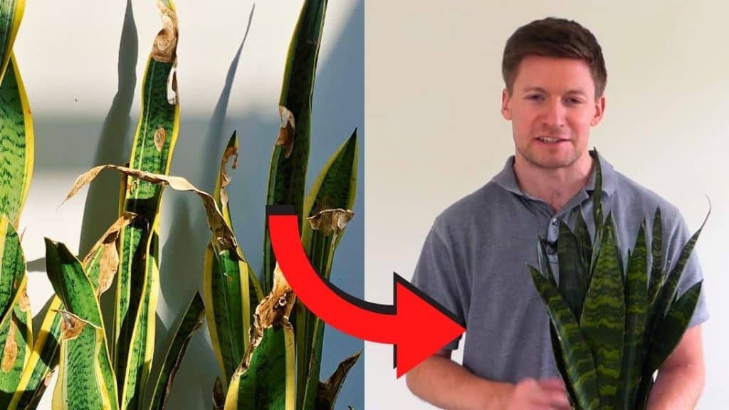 Ways to Save Dying Snake Plant