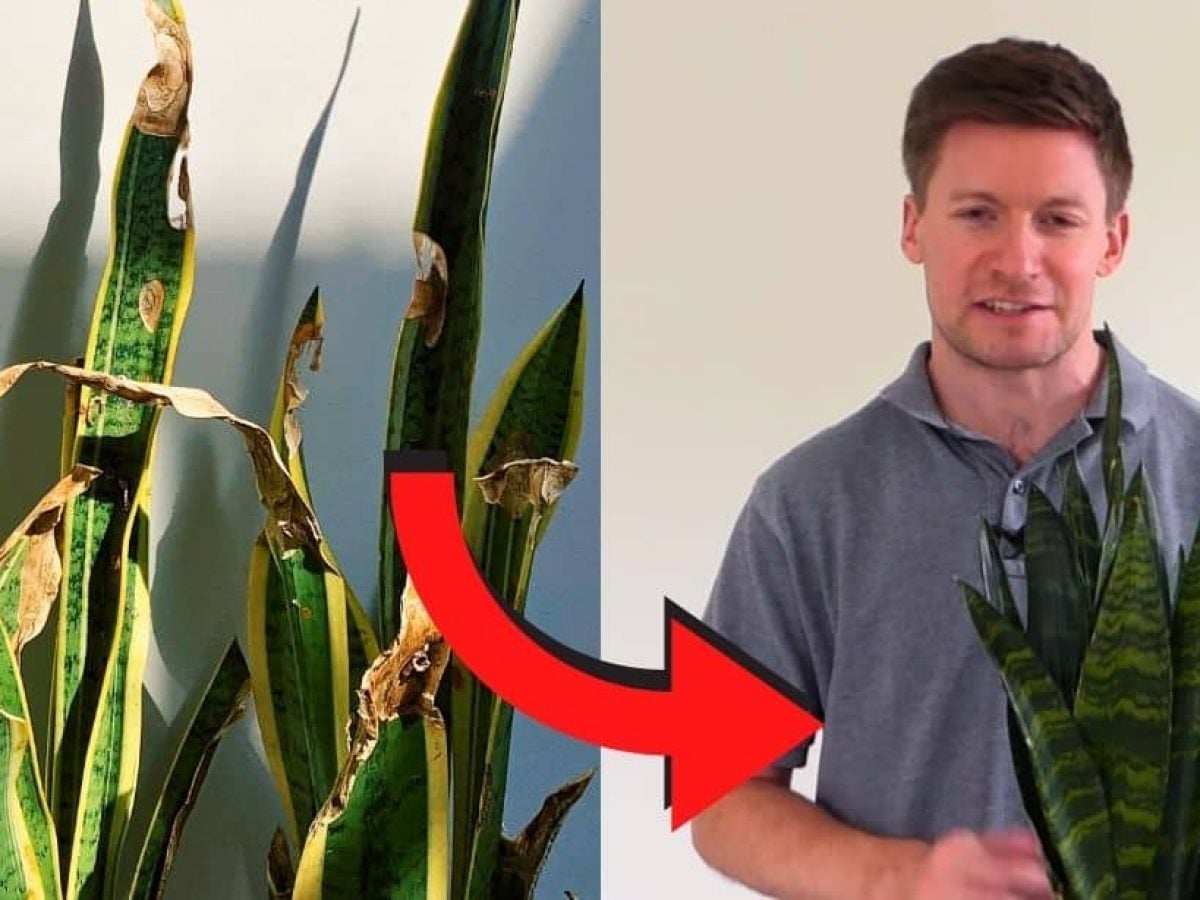 Is Your Snake Plant Dying? Top 3 Ways to Save It - DIY Joy