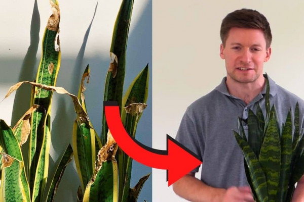Ways to Save Dying Snake Plant