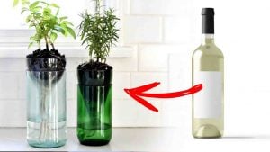 DIY Self-Watering Wine Bottle Planter Tutorial