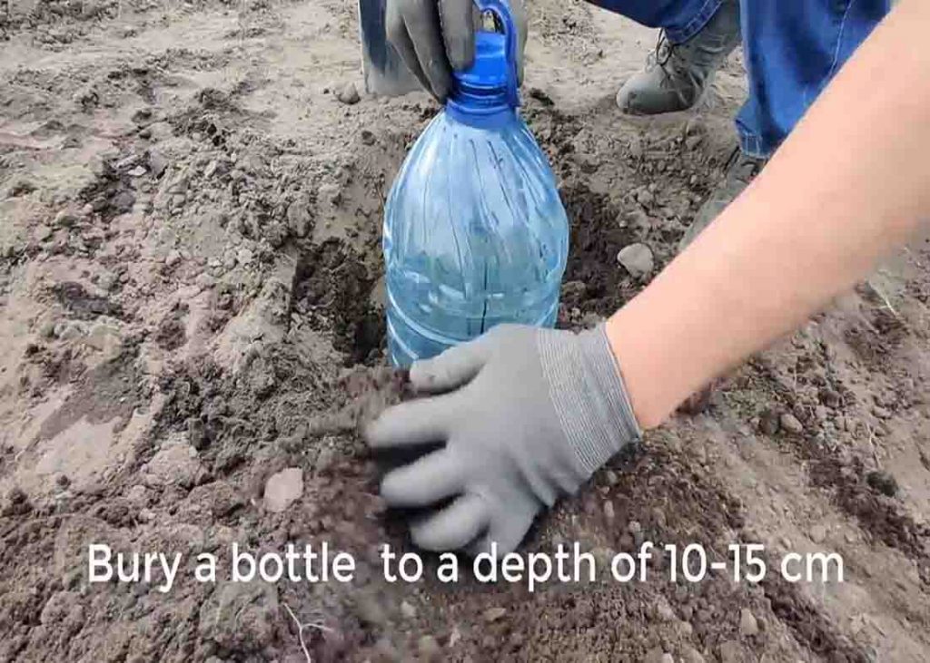 Burying the plastic bottle for drip watering