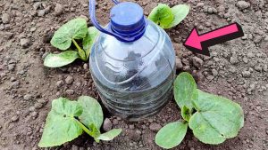 Drip Watering System Using A Plastic Bottle