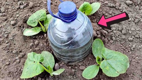 Drip Watering System Using A Plastic Bottle | DIY Joy Projects and Crafts Ideas