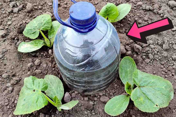 How To Make Drip Watering Using A Plastic Bottle