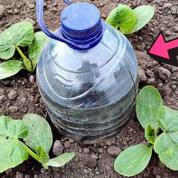 Drip Watering System Using A Plastic Bottle - DIY Joy