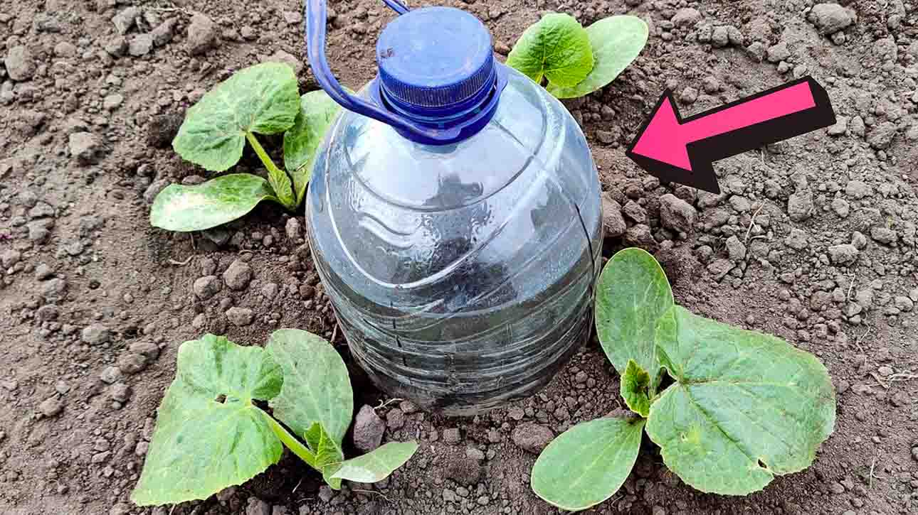 Drip Watering System Using A Plastic Bottle | DIY Joy Projects and Crafts Ideas