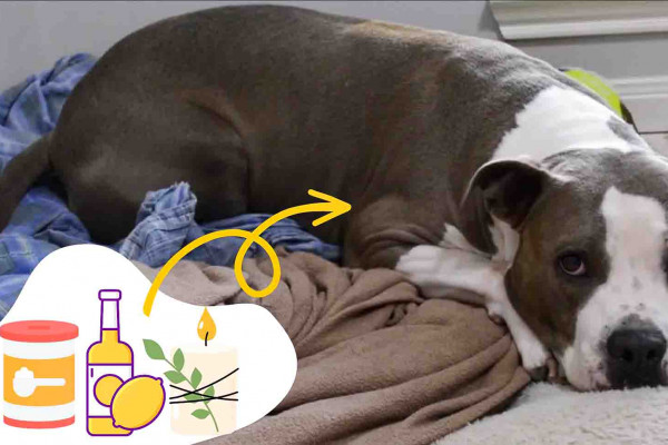 How To Make Your House Smell Good With Dogs