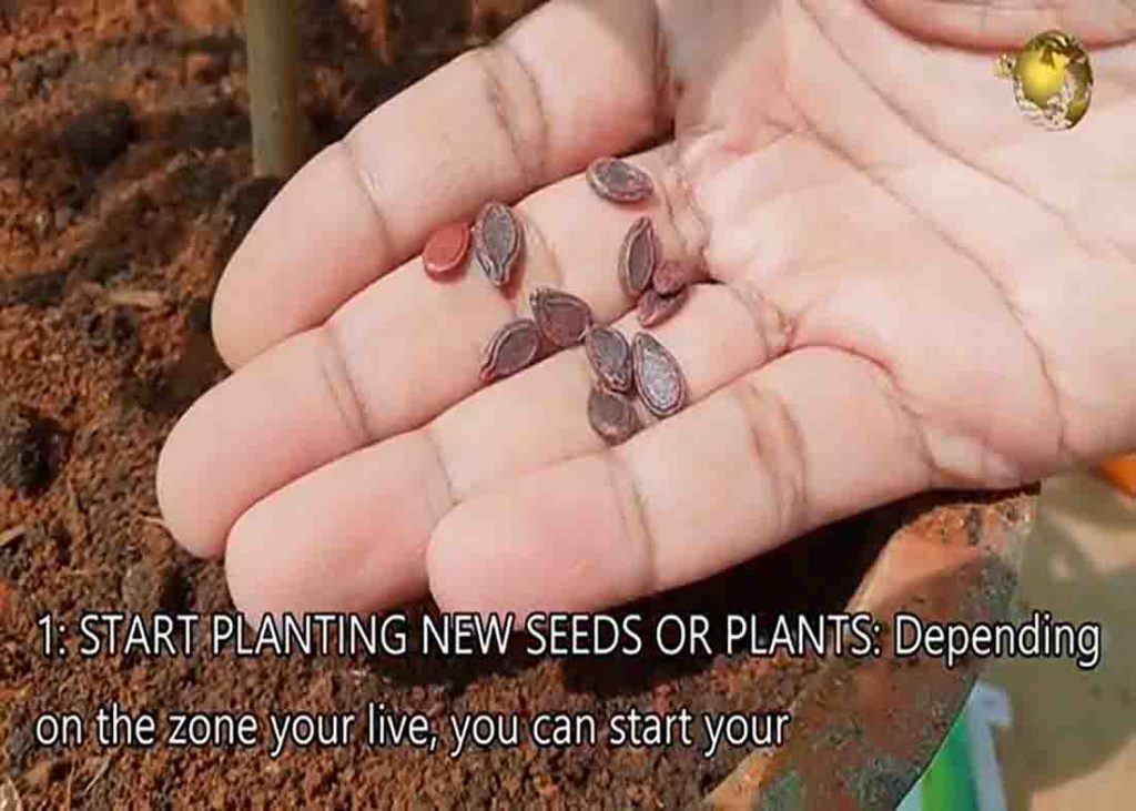 Planting new seeds early Spring