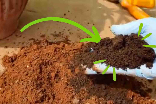 5 Early Spring Tips For Your Garden