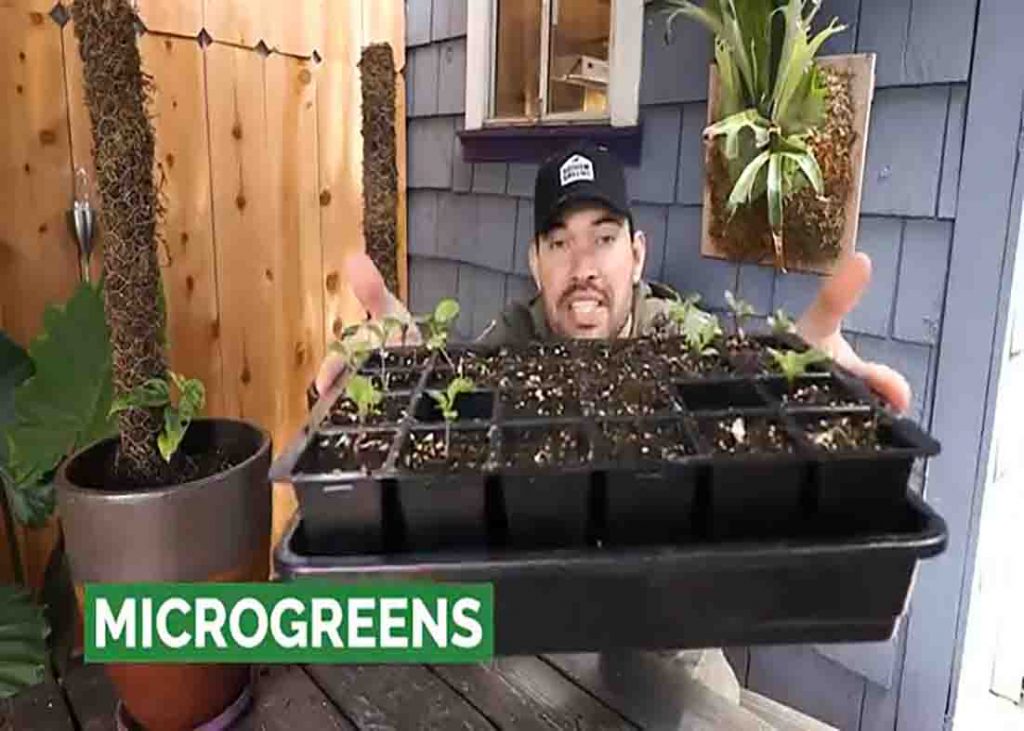 You can harvest microgreens in under one month
