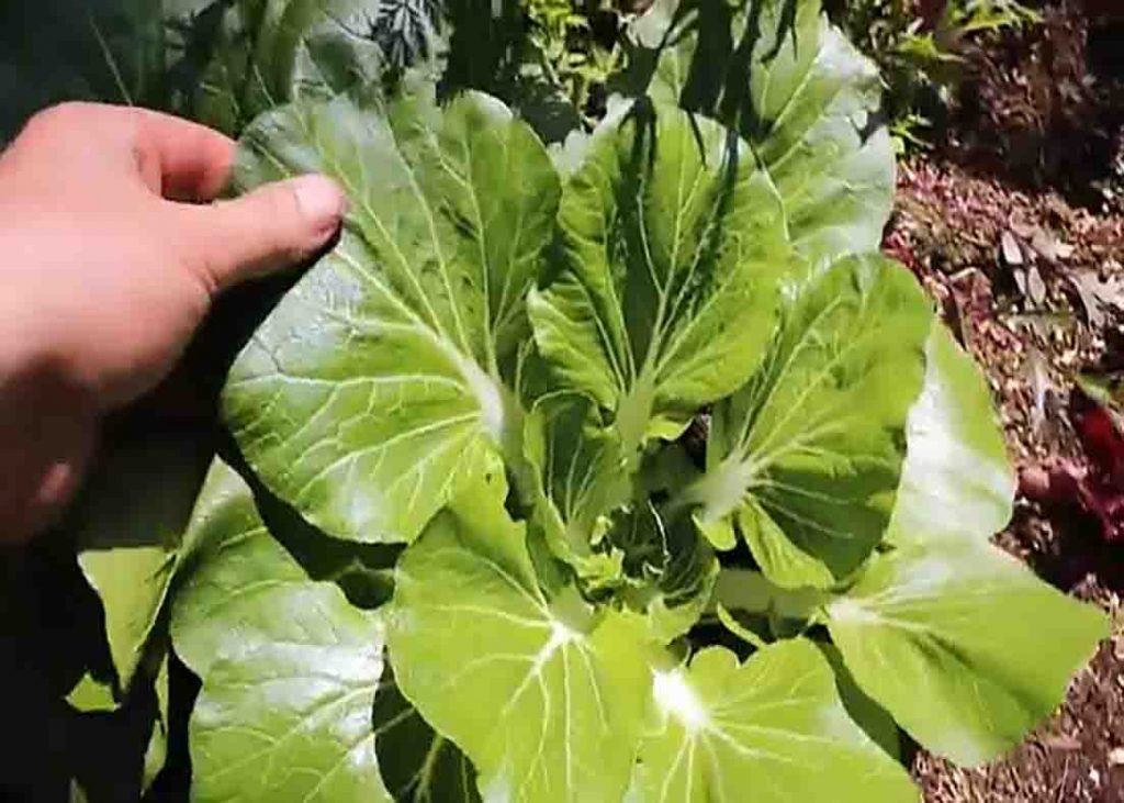 You can harvest bok choy and kale in under one month