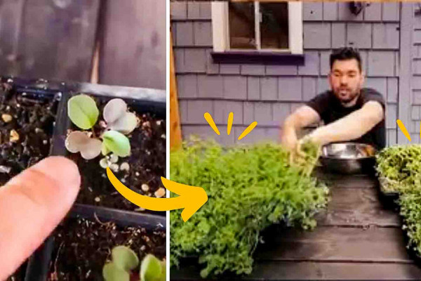 5 Fast Crops You Can Harvest In Under One Month