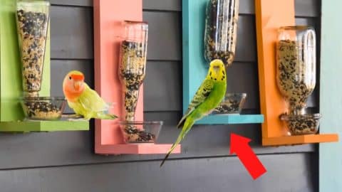 DIY Bird Feeder | DIY Joy Projects and Crafts Ideas