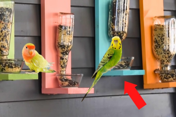 DIY Bird Feeder Using Bottles and Scrap Wood
