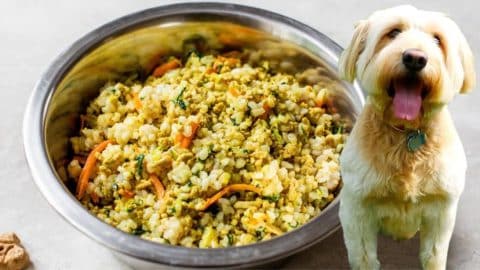 Healthy Homemade Dog Food | DIY Joy Projects and Crafts Ideas