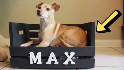 How to Build a DIY Dog Bed for Small Dogs | DIY Joy Projects and Crafts Ideas