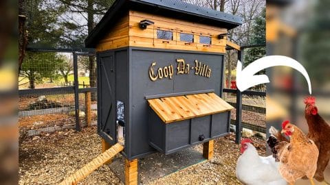 How to Build the Ultimate Chicken Coop in 7 Days | DIY Joy Projects and Crafts Ideas
