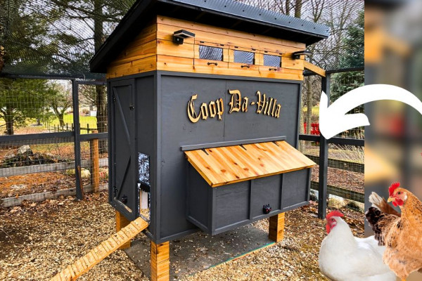 How to Build the Ultimate Chicken Coop in 7 Days