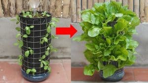 DIY Vertical Garden for Vegetables With Automatic Watering System