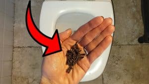 Learn This Simple Trick to Make Your Bathroom Smell Amazing