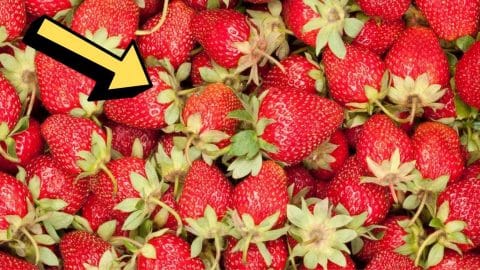 Learn Why You Should Stop Throwing Away Strawberry Tops | DIY Joy Projects and Crafts Ideas