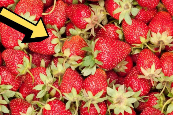Learn Why You Should Stop Throwing Away Strawberry Tops