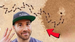 Make Your Yard Ant Free Forever in 3 Easy Steps
