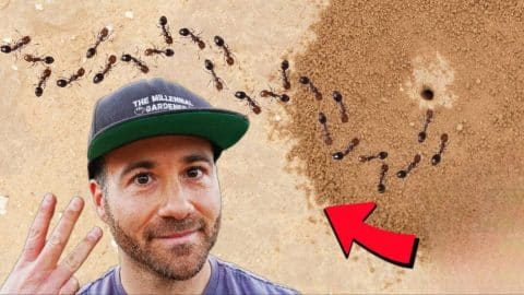 Make Your Yard Ant Free Forever in 3 Easy Steps | DIY Joy Projects and Crafts Ideas