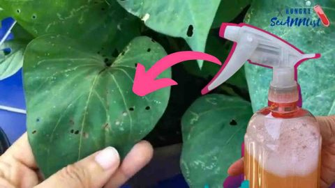 Homemade DIY Pesticide for Your Plants | DIY Joy Projects and Crafts Ideas