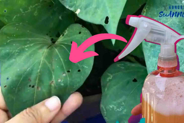 Homemade DIY Pesticide for Your Plants