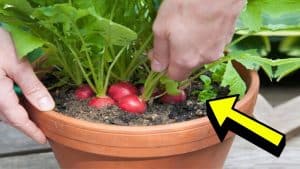 10 Easiest Vegetables That You Can Grow In Containers
