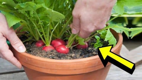 10 Easiest Vegetables That You Can Grow In Containers | DIY Joy Projects and Crafts Ideas
