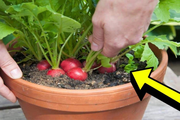 10 Easiest Vegetables That You Can Grow In Containers