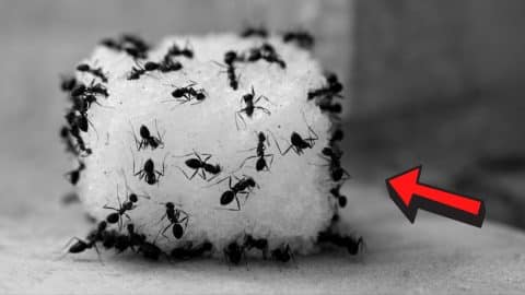 3 Cheap Tricks to Get Rid of Ants In Your Home | DIY Joy Projects and Crafts Ideas