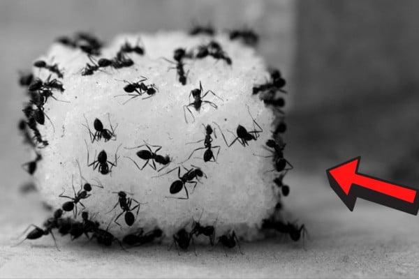 3 Cheap Tricks to Get Rid of Ants in Your Home