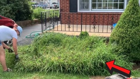 Easiest Way to Get Rid of Weeds (Cheap and Fast) | DIY Joy Projects and Crafts Ideas