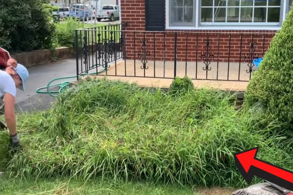 Easiest Way to Get Rid of Weeds (Cheap and Fast)