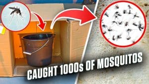Easy DIY Mosquito & Larva Trap Tutorial