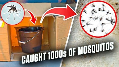 Easy DIY Mosquito & Larva Trap Tutorial | DIY Joy Projects and Crafts Ideas
