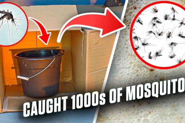 Easy DIY Mosquito & Larva Trap Tutorial