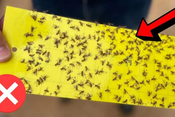 How to Get Rid of Fruit Flies in Seconds