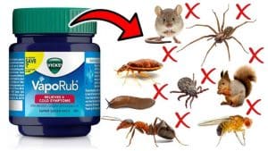 How to Get Rid of Household Pests with Vicks