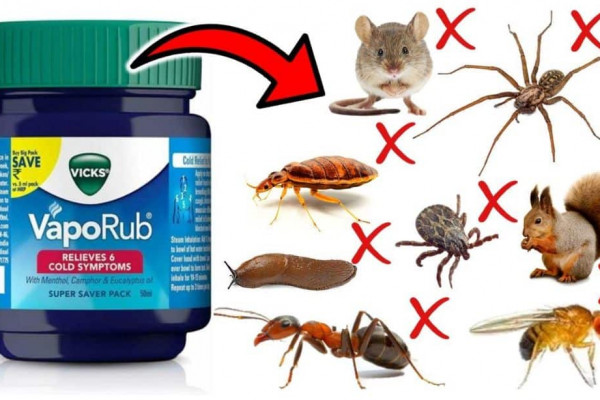 How to Get Rid of Household Pests with Vicks